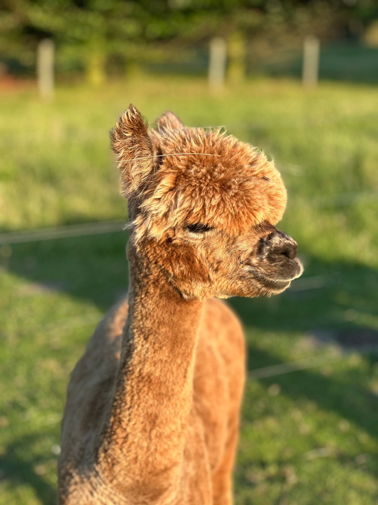 Appaloosa alpaca hengst 9 maanden, November, Mannelijk