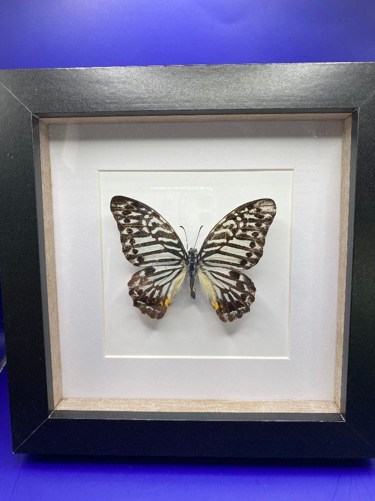 vlinder Graphium Delessentii, Ophalen of Verzenden, Nieuw, Insect, Opgezet dier