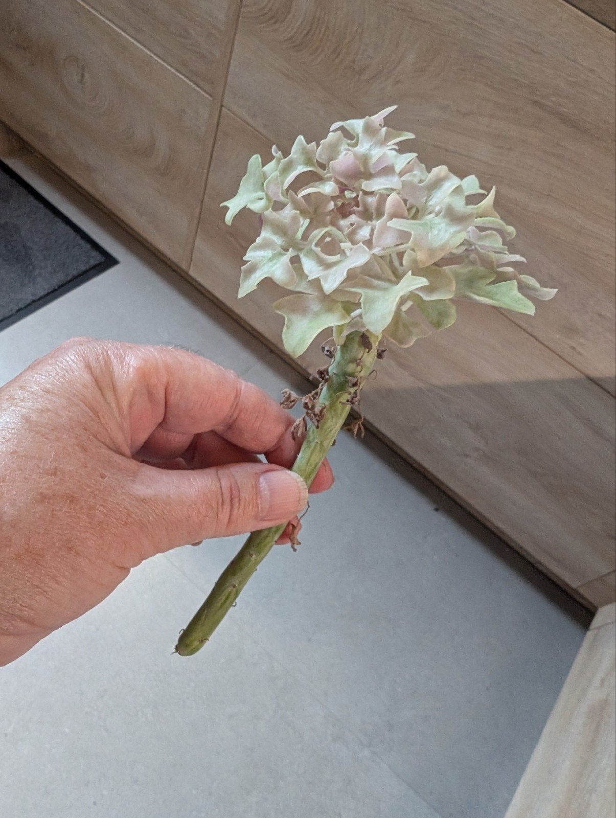 Senecio articulatus variegata, Ophalen of Verzenden, Halfschaduw, Minder dan 100 cm