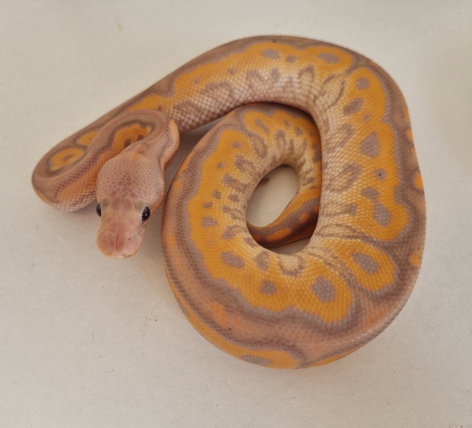 1.0 banana black pastel od (spotnose) clown koningspython Ball Python - male for sale from Rocking Reptiles