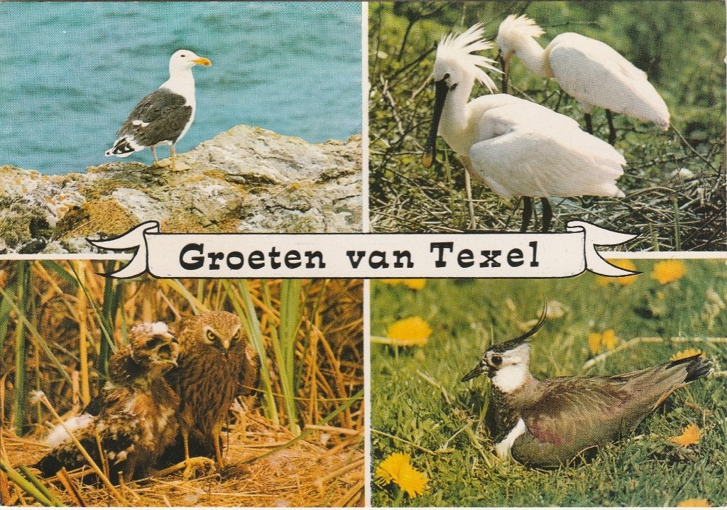 TEXEL Vogels Groeten, Verzenden, 1960 tot 1980, Ongelopen, Waddeneilanden