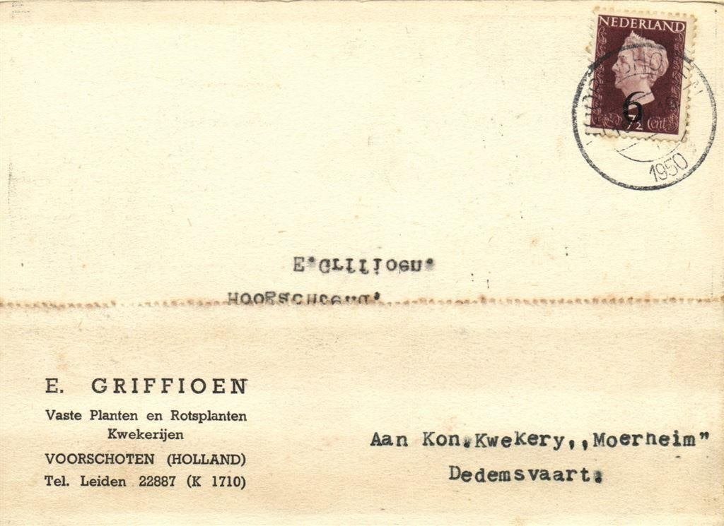 E. Griffioen, Voorschoten - 08.1950 - briefkaart, Ophalen of Verzenden, Briefkaart