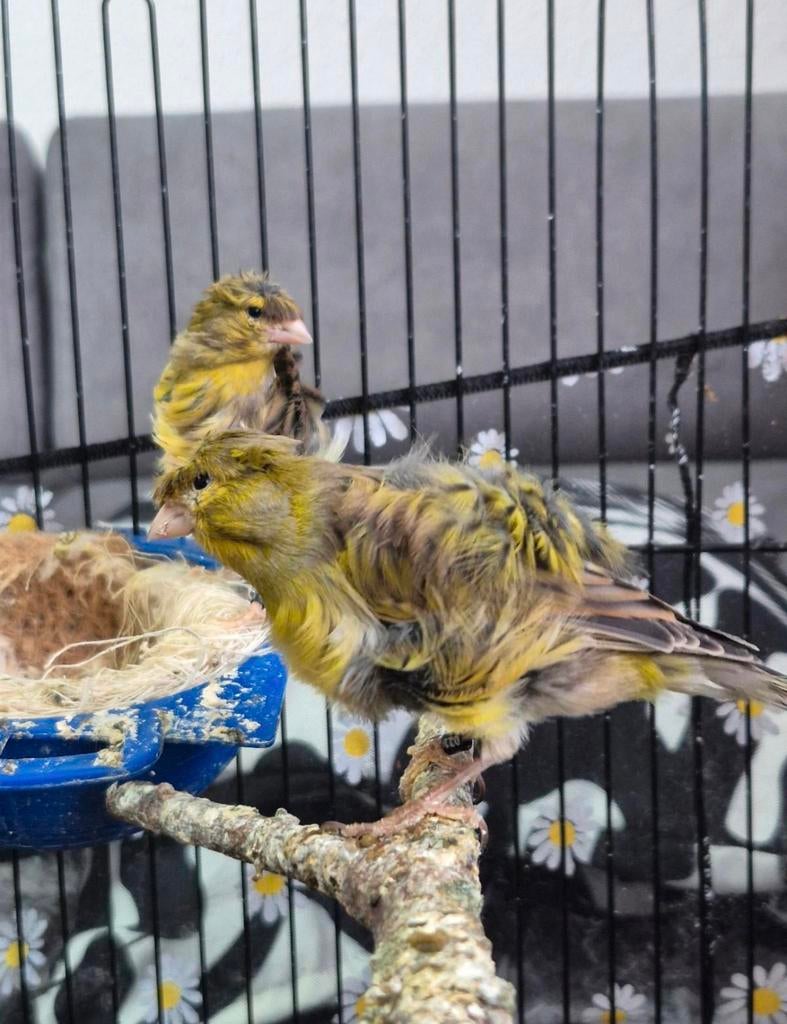 Koppel Fiorino kanarie, Dieren en Toebehoren, Vogels | Kanaries, Meerdere dieren, Kleurkanarie