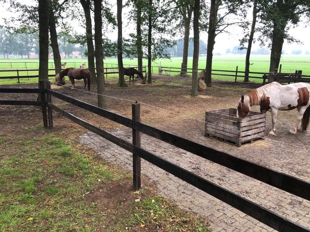 Weiden/stalling GEZOCHT, Dieren en Toebehoren, Stalling en Weidegang, Weidegang, 4 paarden of pony's of meer