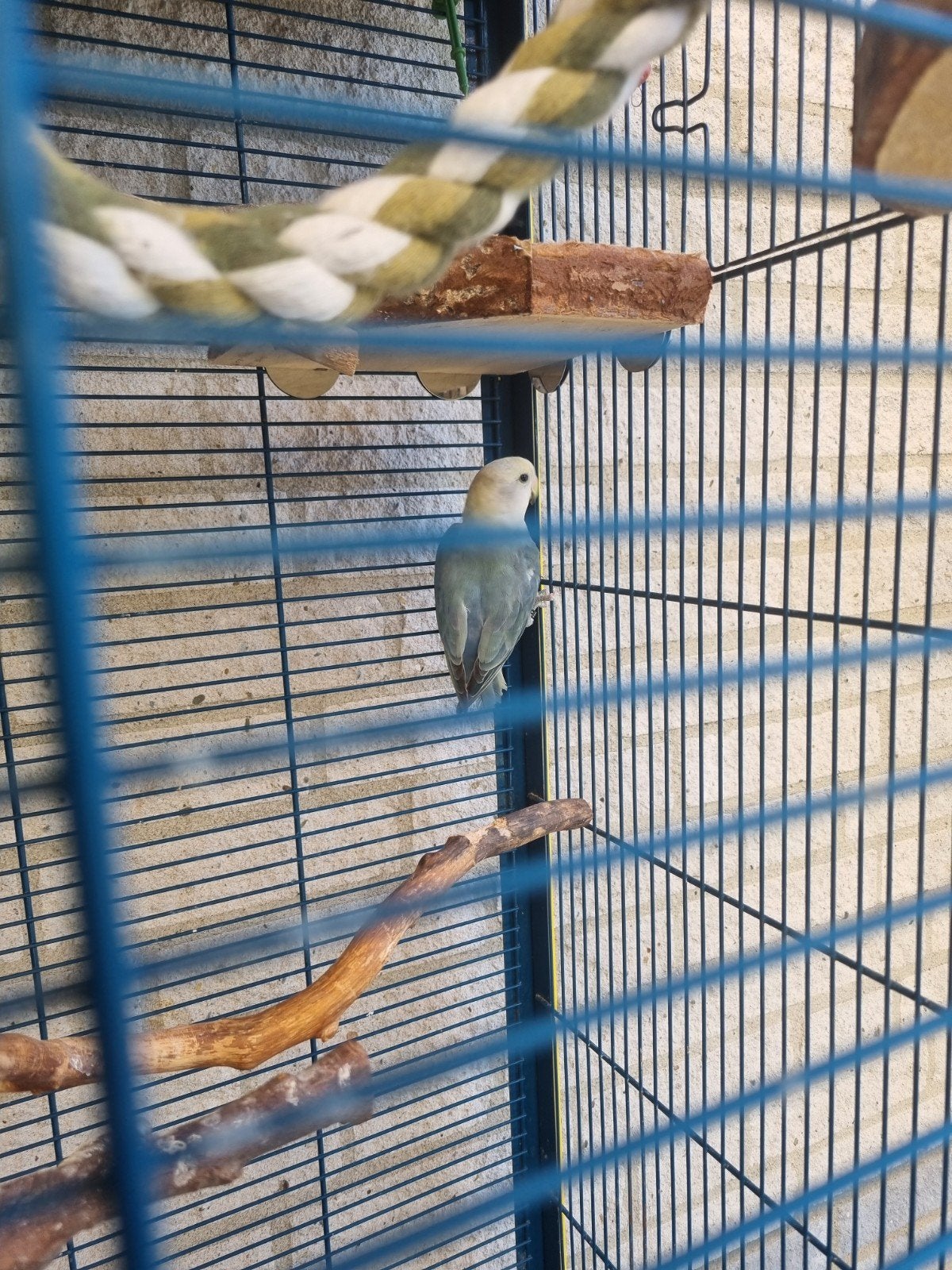agapornis, Geslacht onbekend