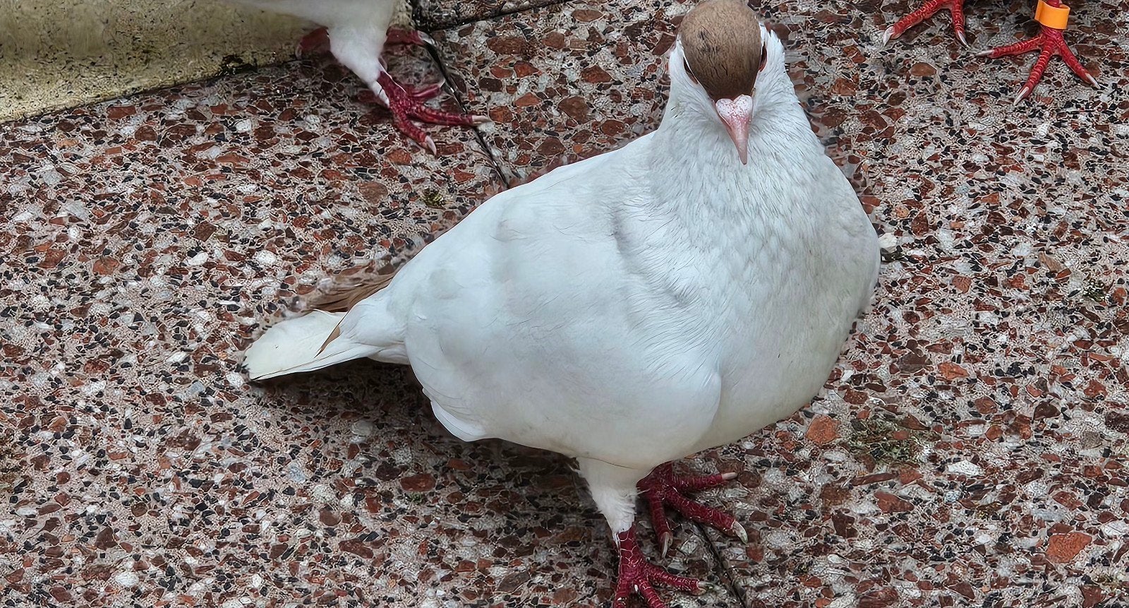 Mooie postduiven, mannetje en vrouwelijke., Dieren en Toebehoren, Pluimvee, Meerdere dieren, Kip