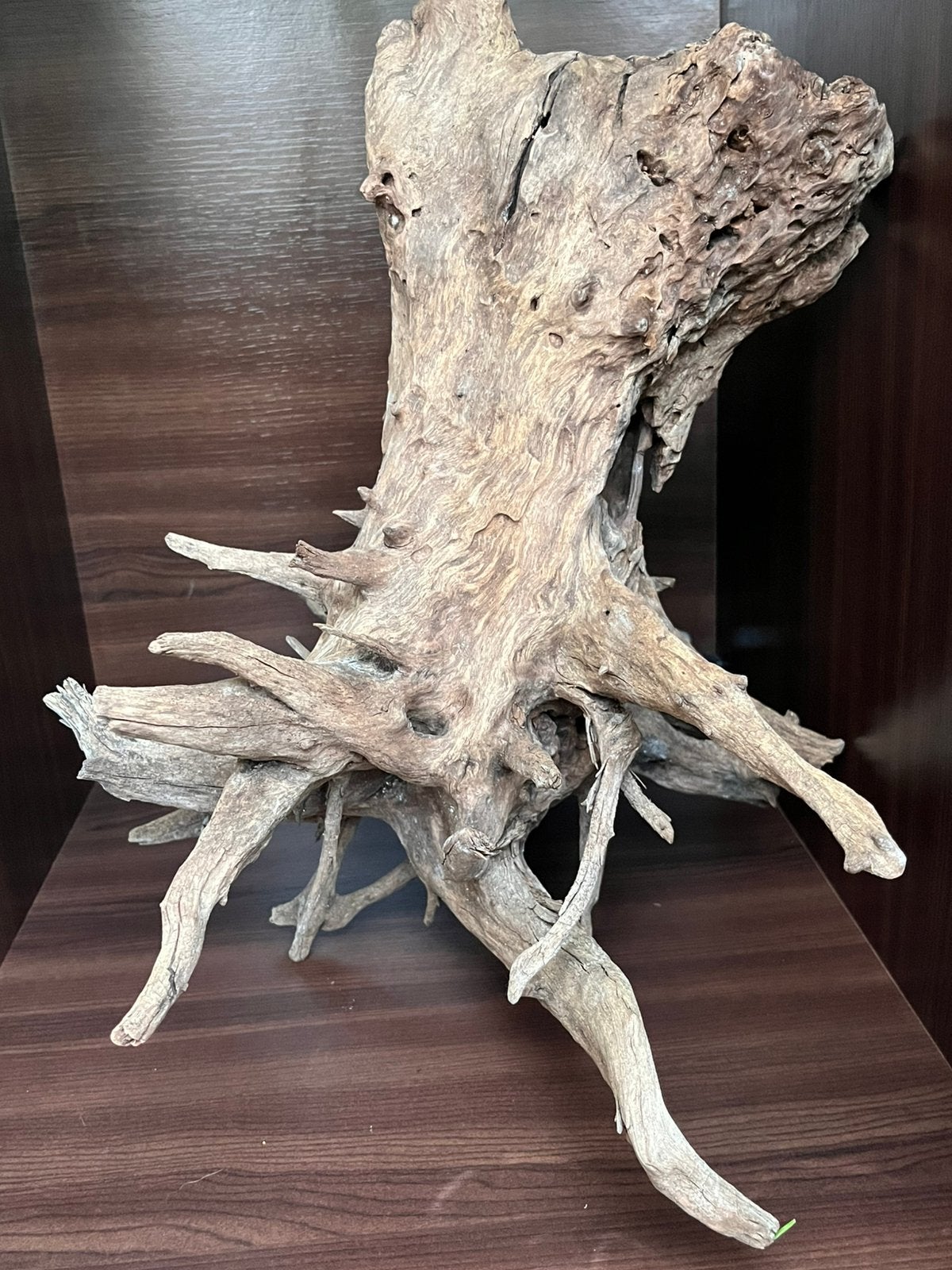 Groot aquarium hout, Dieren en Toebehoren, Ophalen, Zo goed als nieuw, Plant(en), Steen of Hout