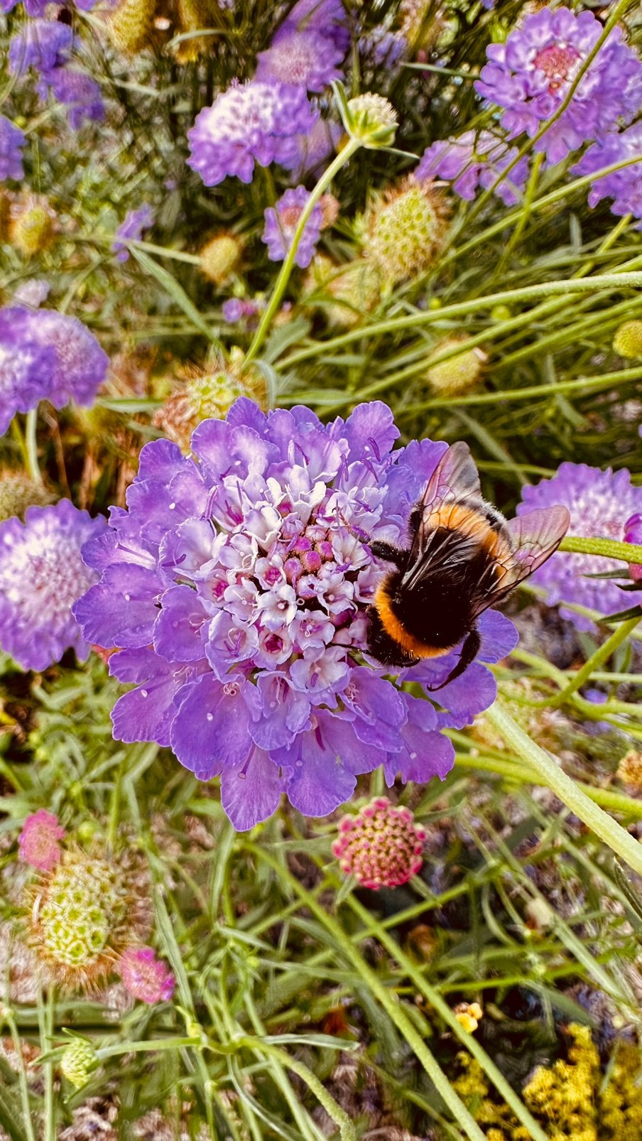 Duifkruid ‘Oxford Blue’ - Zaden uit eigen gifvrije tuin, Ophalen of Verzenden, Voorjaar, Volle zon, Zaad