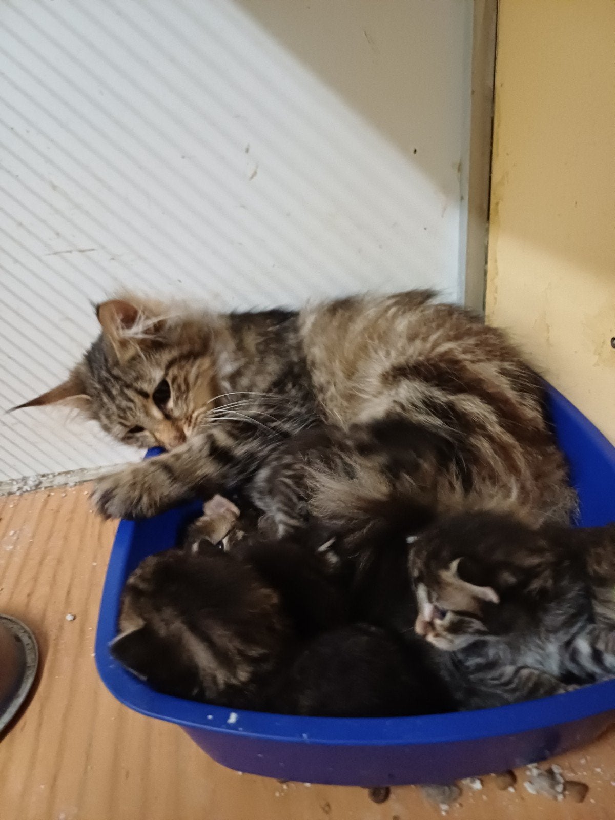 Bonny met haar kittens 4 k en 2 p, Meerdere dieren, Met stamboom, 0 tot 2 jaar