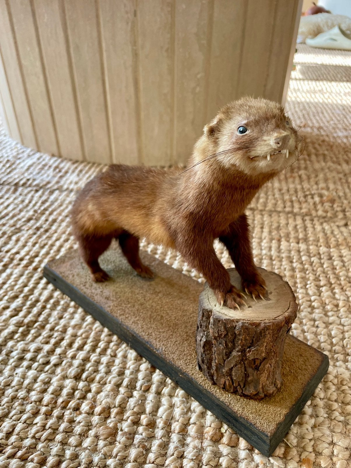 Taxidermie hermelijn / wezel, Ophalen, Zo goed als nieuw, Vogel, Beeldje of Figuurtje