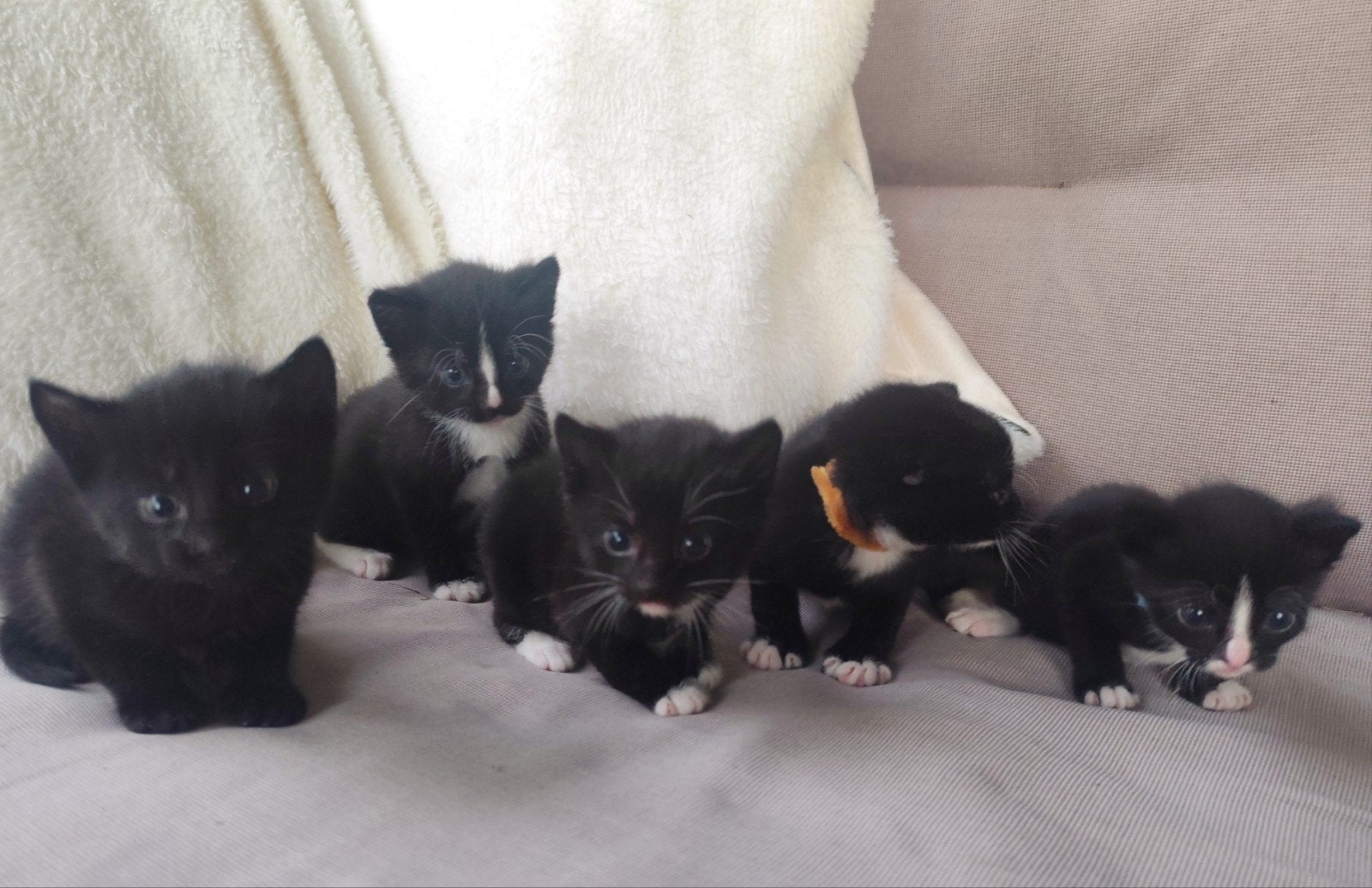 5 kittens (vanaf 19 juni ophalen), Dieren en Toebehoren, Katten en Kittens | Overige Katten, Meerdere dieren
