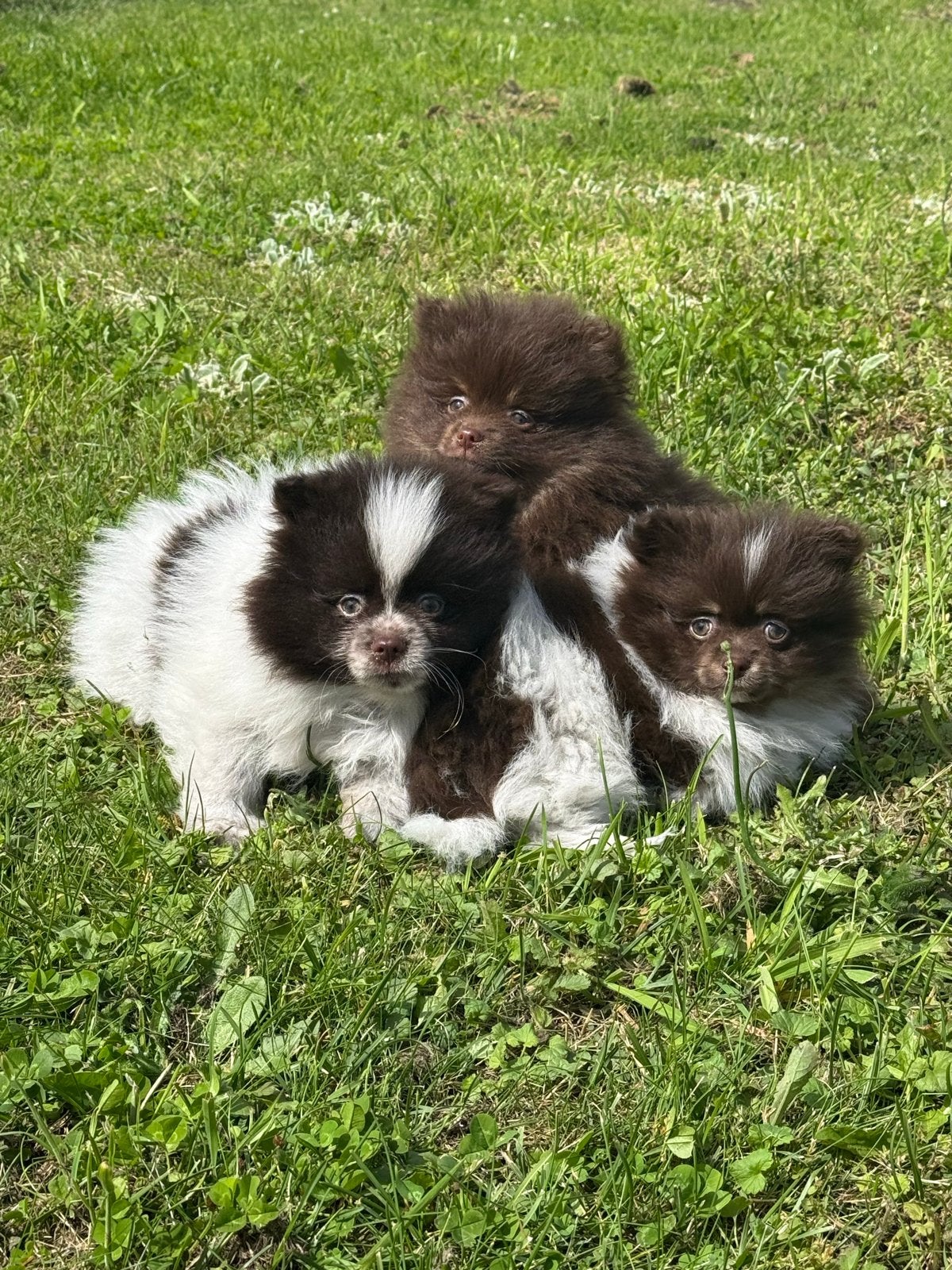 Keeshond pups, Dieren en Toebehoren, Parvo, België, Particulier, Keeshond