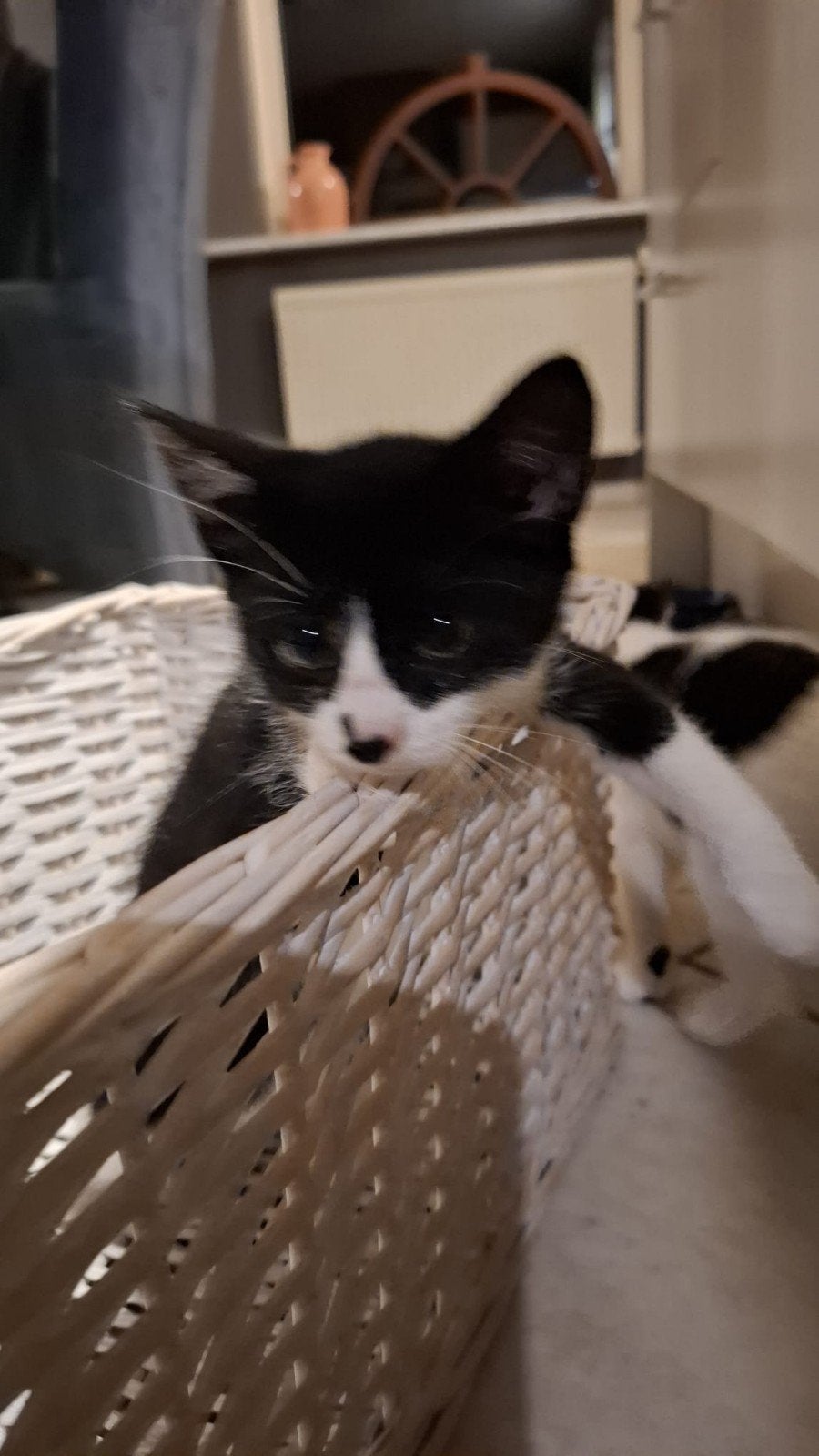 Schattige zwartwitte vrouwtjes kittens, Poes, Kortharig, 0 tot 2 jaar