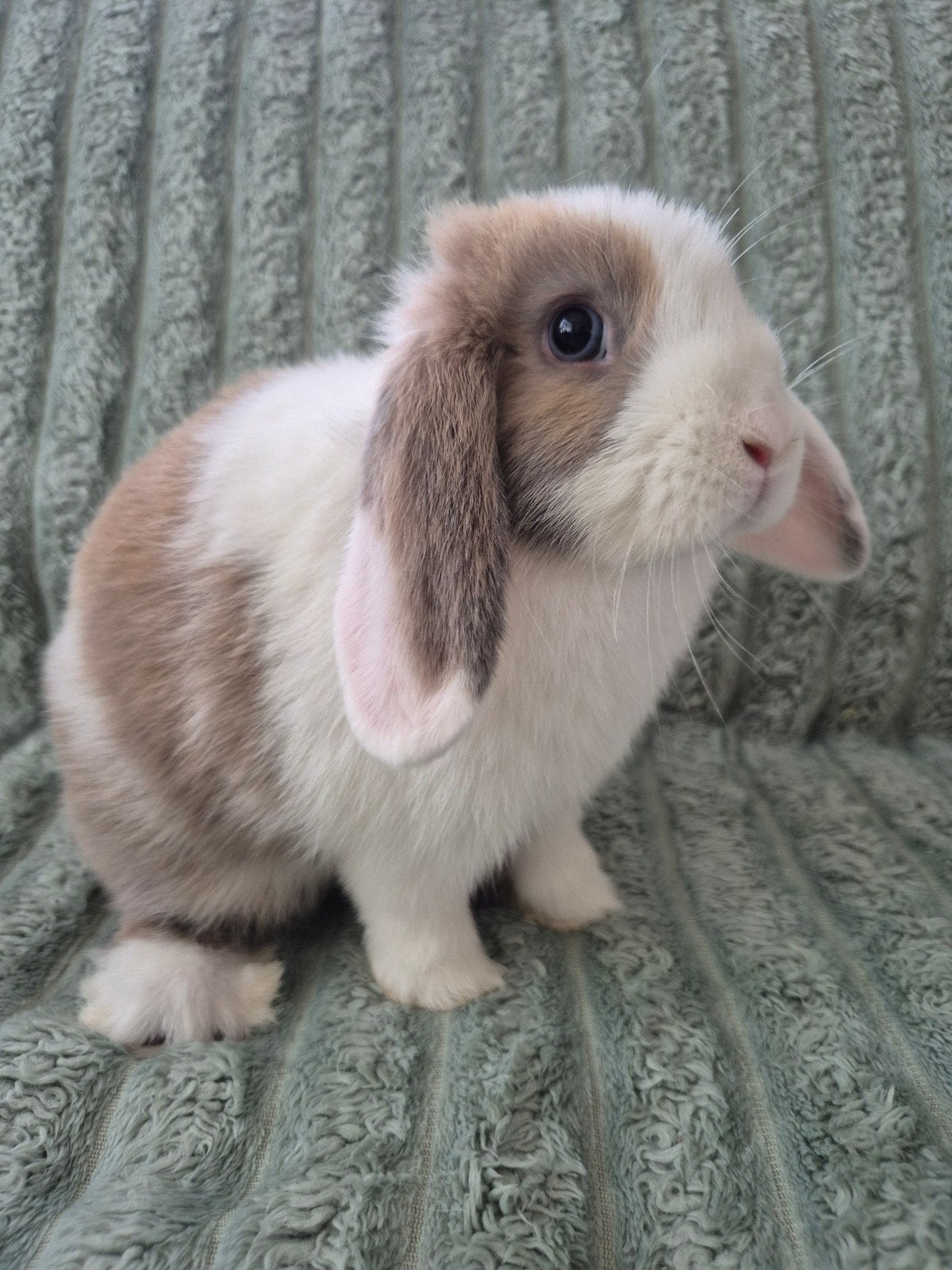 Jonge Minilop voedster. Blauwoog., Dieren en Toebehoren, Konijnen, Vrouwelijk, Dwerg, Hangoor, 0 tot 2 jaar