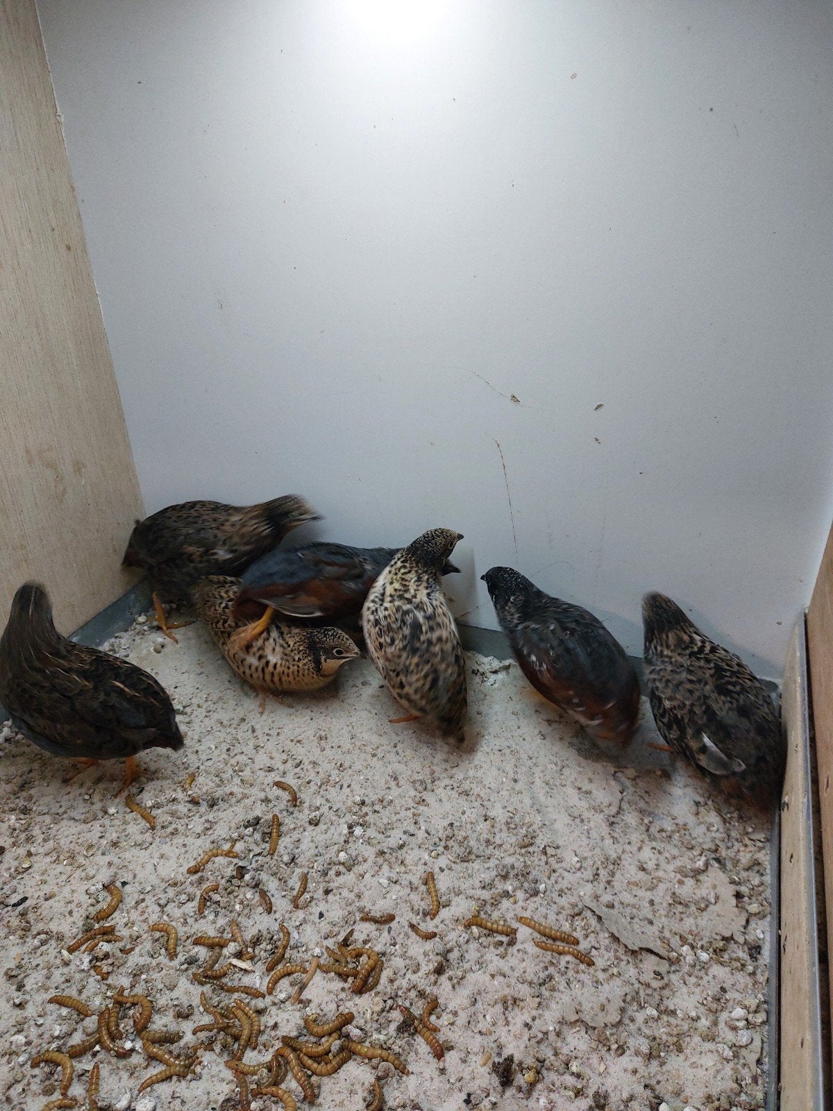 chinese dwergkwartels haantjes, Dieren en Toebehoren, Mannelijk