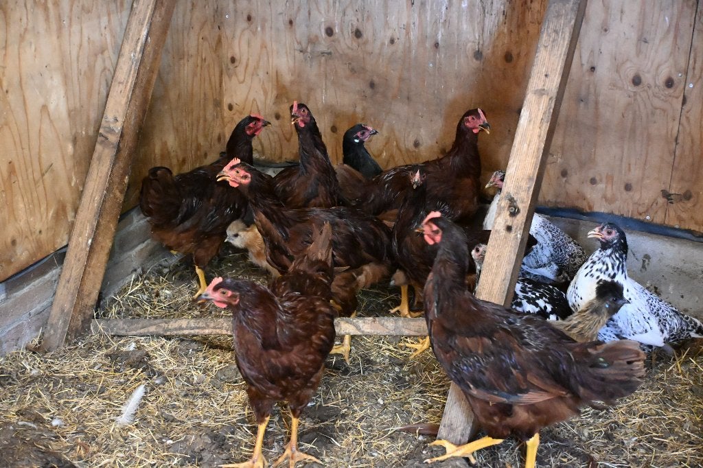 rhode red isand hanen, Dieren en Toebehoren, Pluimvee, Mannelijk, Kip