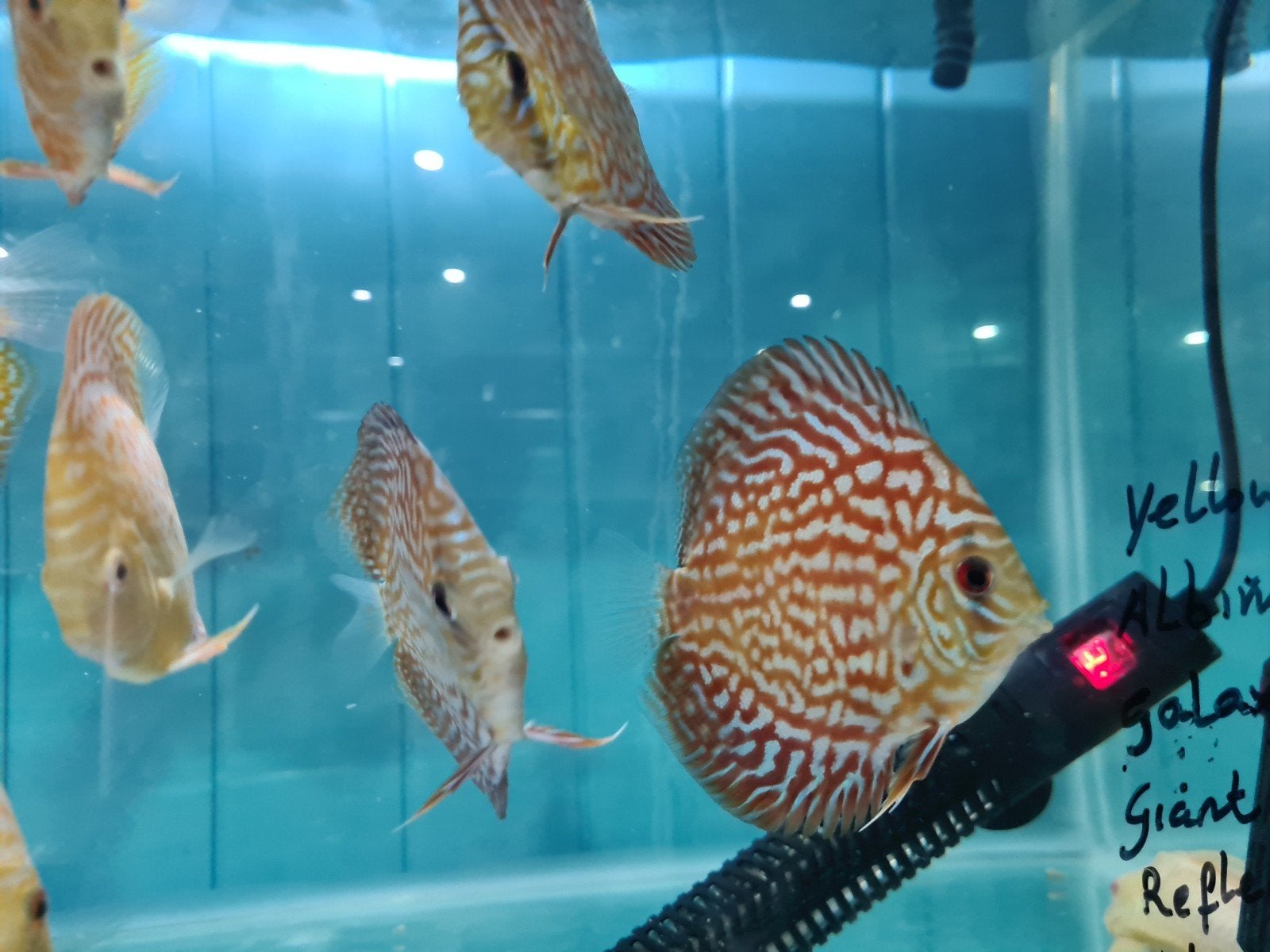 Galaxy Discus, Symphysodon Discus Galaxy, Vis, Zoetwatervis