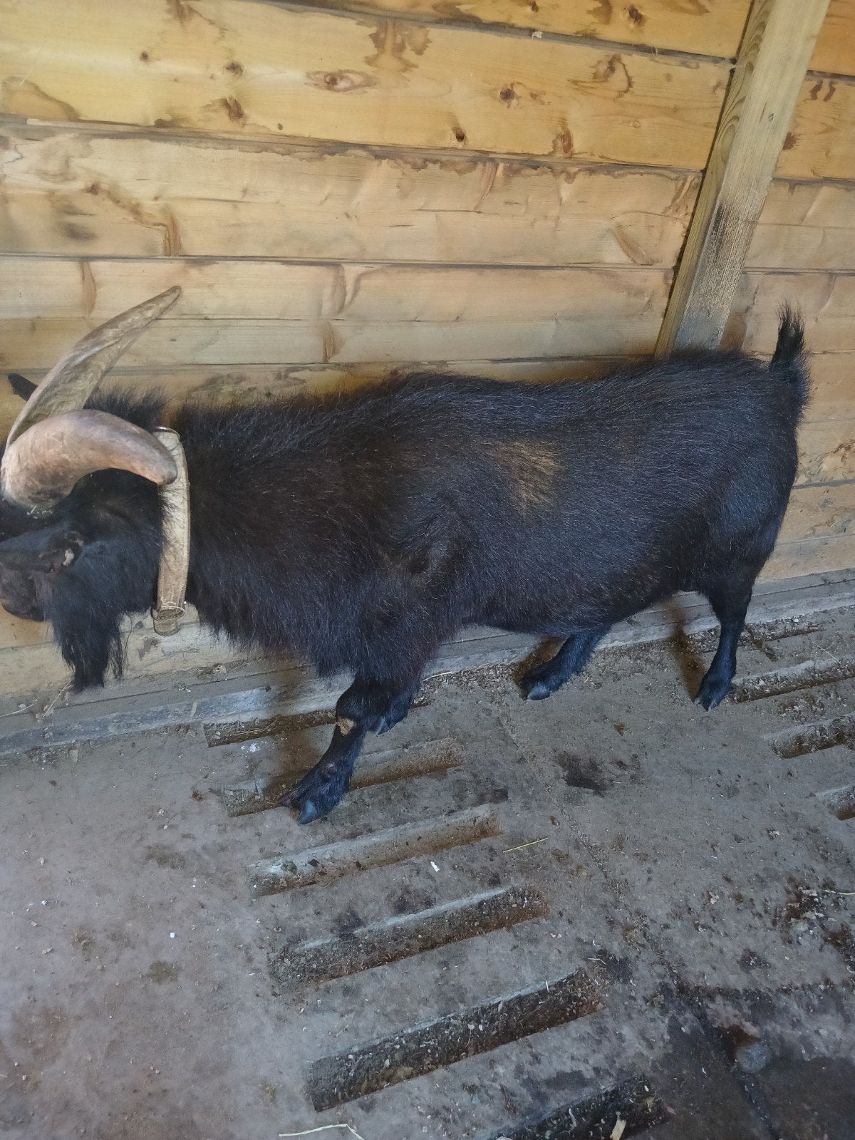 Dekbokje te koop, Dieren en Toebehoren, Mannelijk, Schaap