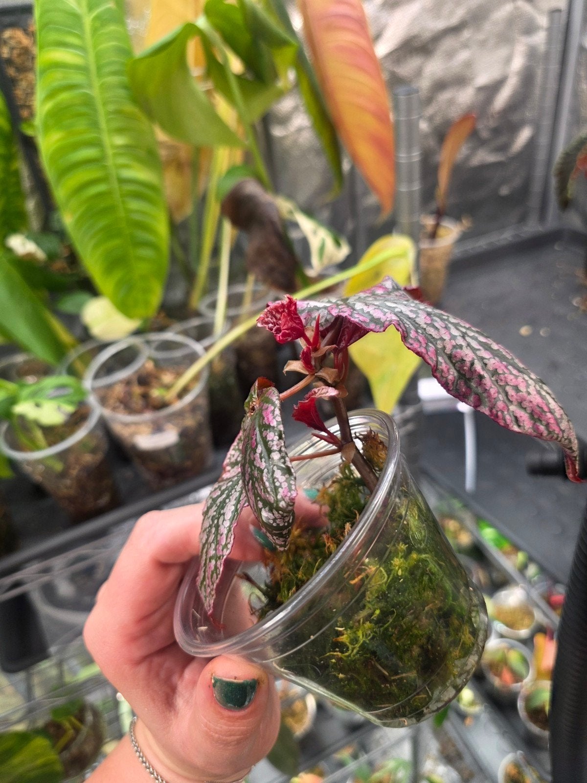 Begonia red ruby, Ophalen of Verzenden, Halfschaduw, Minder dan 100 cm