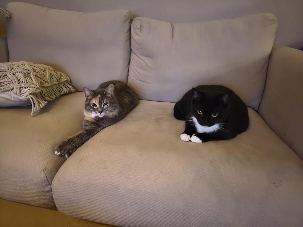 2 katten moeder en dochter nieuw huisje gezocht, Dieren en Toebehoren, Katten en Kittens | Overige Katten, Poes, Kortharig, 3 tot 5 jaar