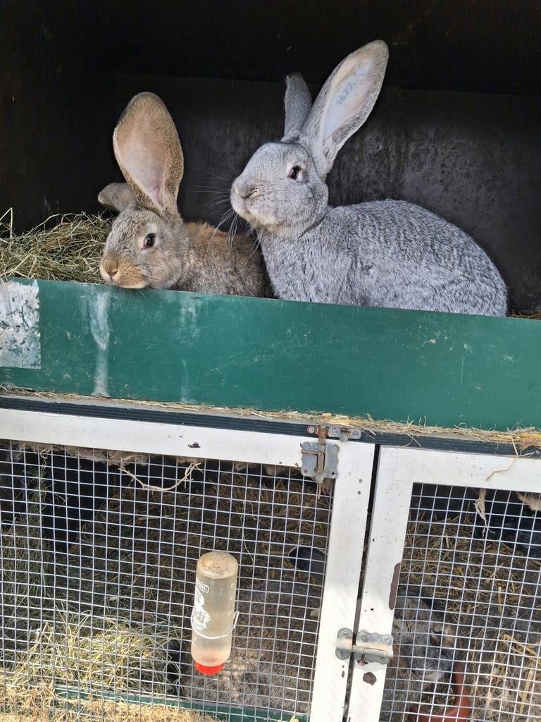 2 jonge vlaamse reuzen, Dieren en Toebehoren, Mannelijk, Groot