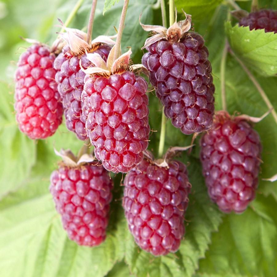 Loganbes Loganberry, Ophalen, Minder dan 100 cm, Overige soorten