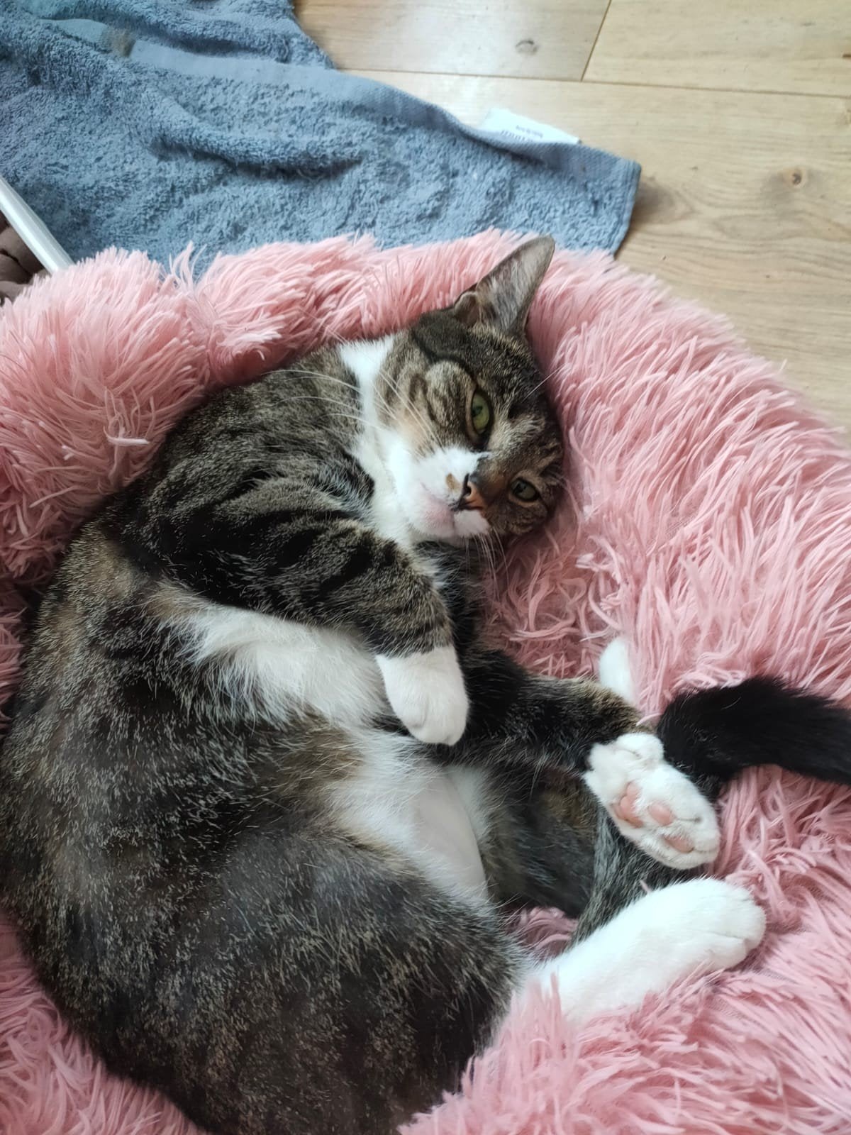 Vermist: poes Sultan 9 jaar, Dieren en Toebehoren, Vermiste en Gevonden Dieren, Kat