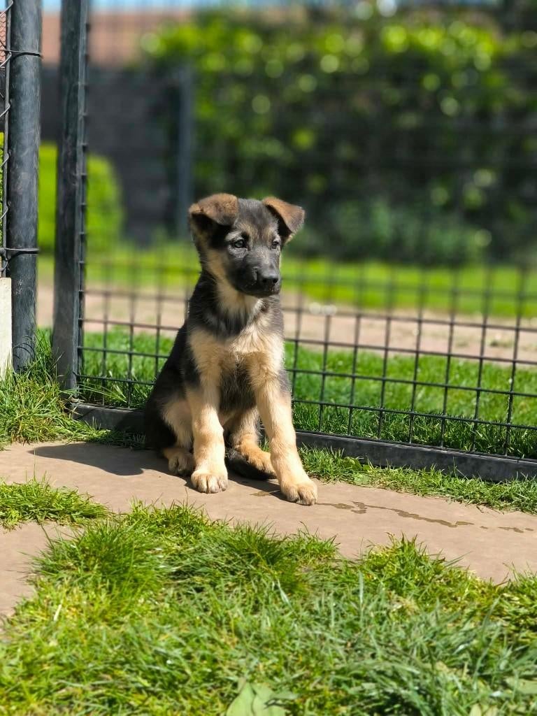 hele mooie duitse herder pups beschikbaar!, Dieren en Toebehoren, Honden | Herdershonden en Veedrijvers, Meerdere dieren, Herder