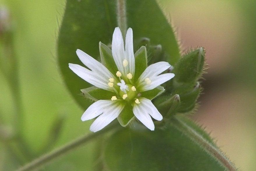 Zaden gewone hoornbloem (Cerastium fontanum) - inheems, bio, Ophalen of Verzenden, Najaar, Volle zon, Zaad