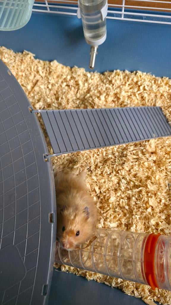Kooi plus hamster, Dieren en Toebehoren, Knaagdieren, December, Mannelijk, Hamster