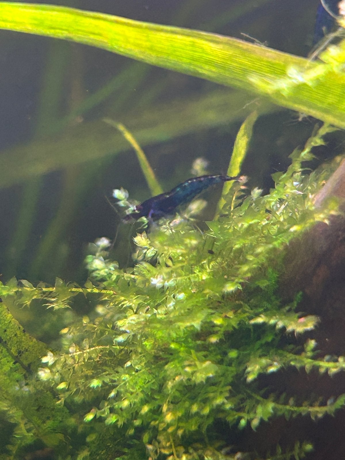 Neocaridina cf. davidi – Blue Velvet op kraanwater, Vis