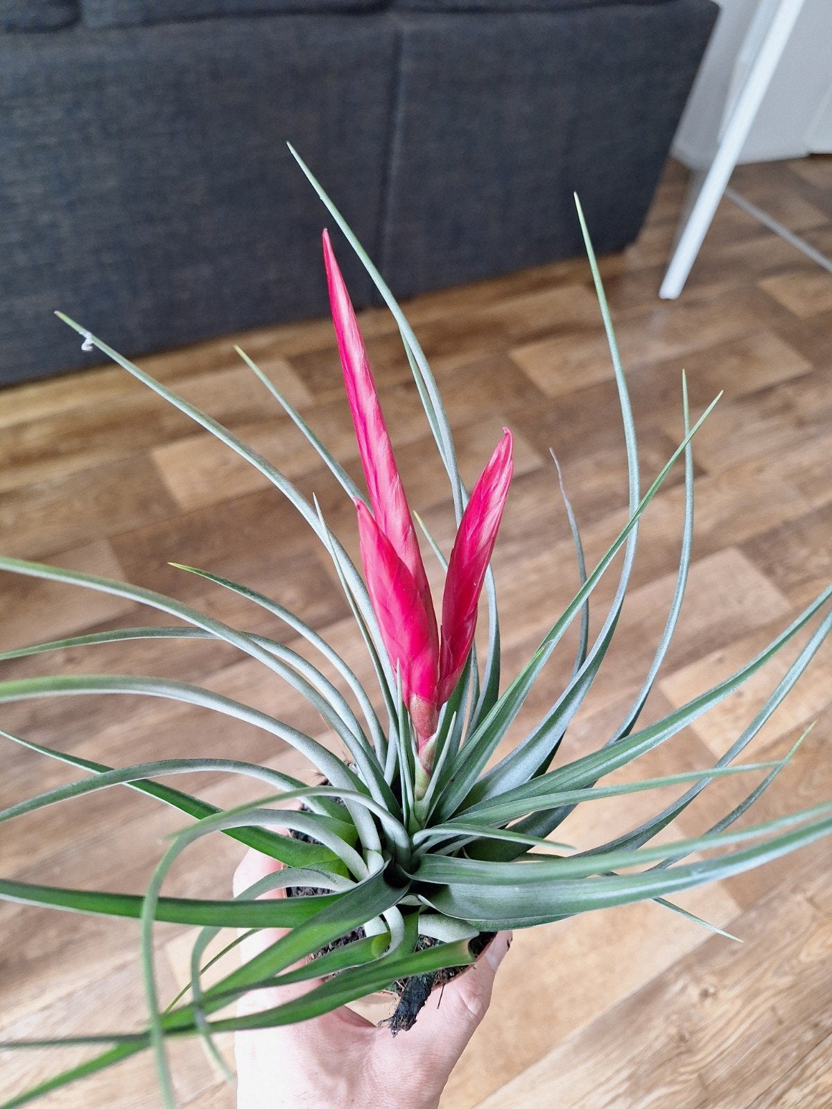 Tillandsia mizuki, Ophalen of Verzenden, Halfschaduw, Minder dan 100 cm