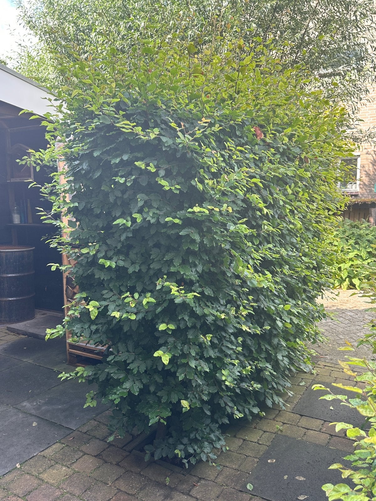 Beukenhaag - GRATIS, Vaste plant, Bloeit niet, Halfschaduw, Ophalen