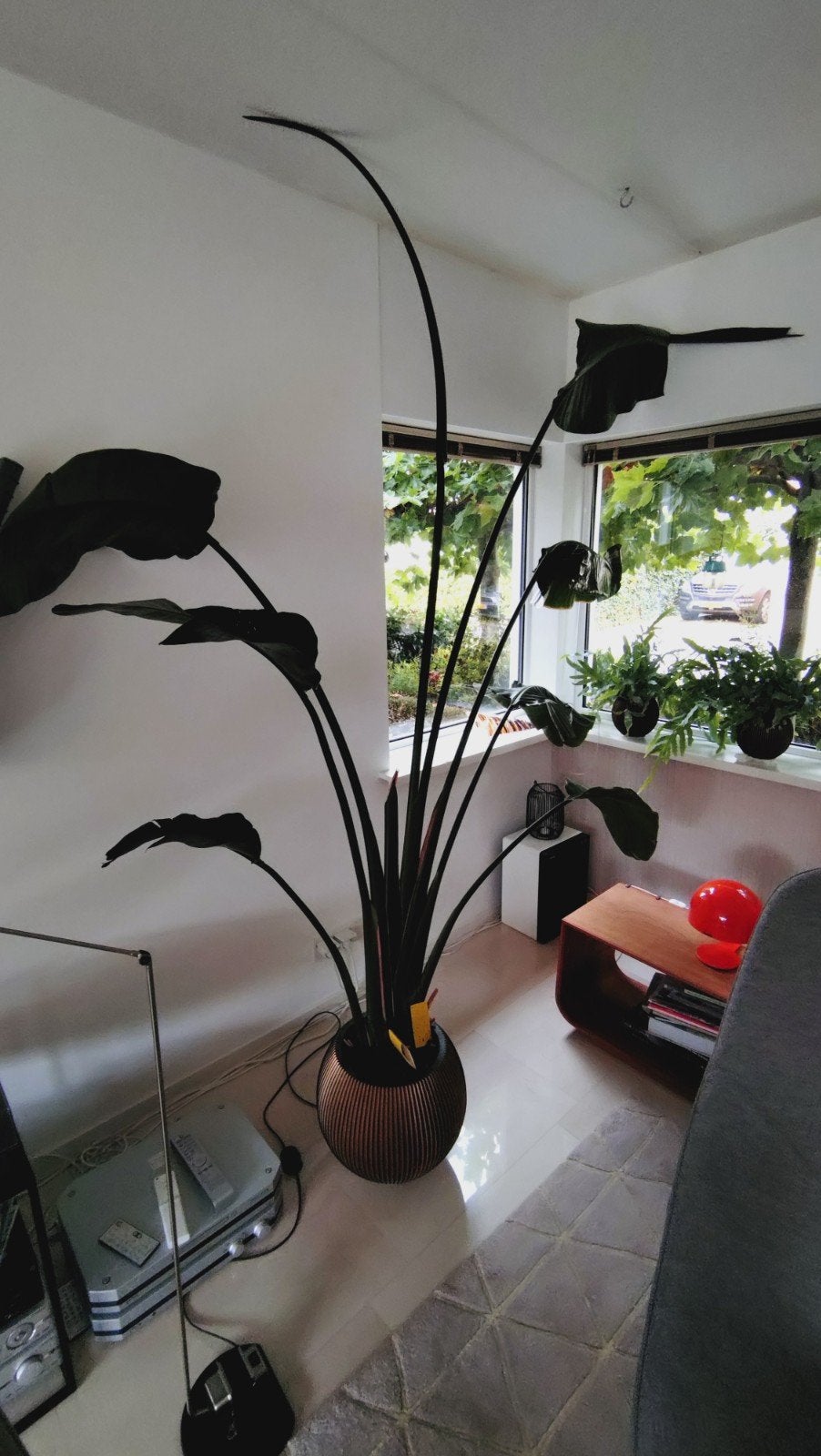 Grote Strelitzia Nicolai - Kamerplant, Ophalen, 200 cm of meer, Overige soorten, Volle zon