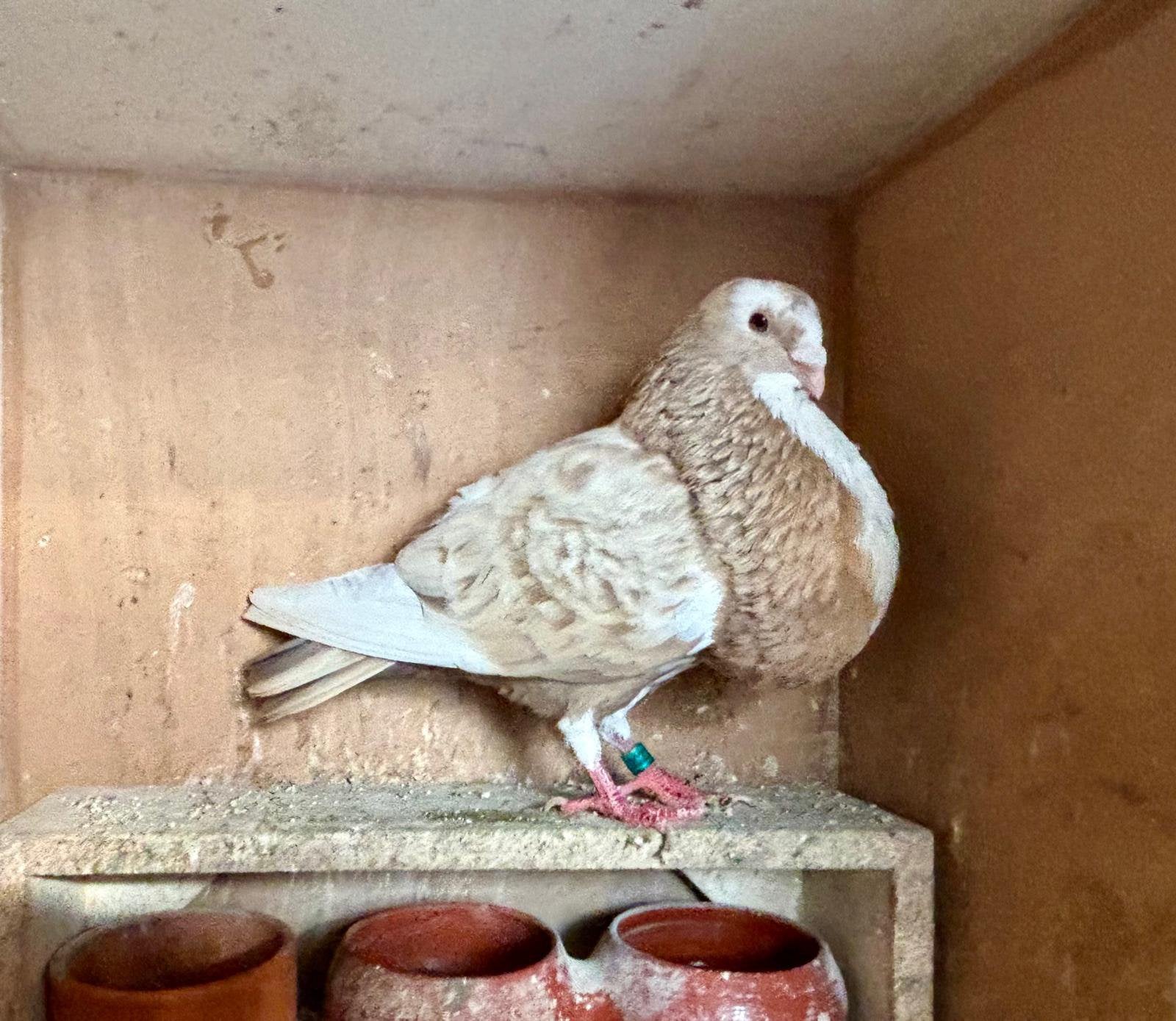 Verbasterde kakie bonte gaditano/veleno doffer, Dieren en Toebehoren, Vogels | Duiven, Mannelijk, Kropper