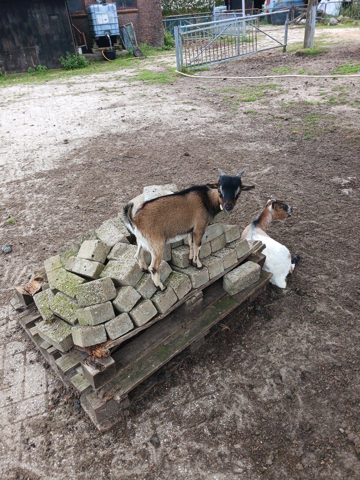 Dwerg bok te koop, Dieren en Toebehoren, Schapen, Geiten en Varkens, Mannelijk, Geit