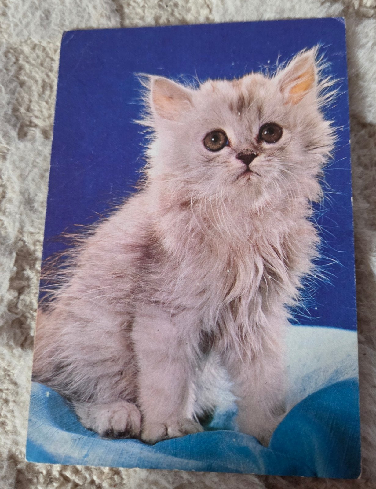 Vintage Ansichtkaart: Schattige Witte Kat (1975), Verzenden, 1960 tot 1980, Gelopen, Hond of Kat
