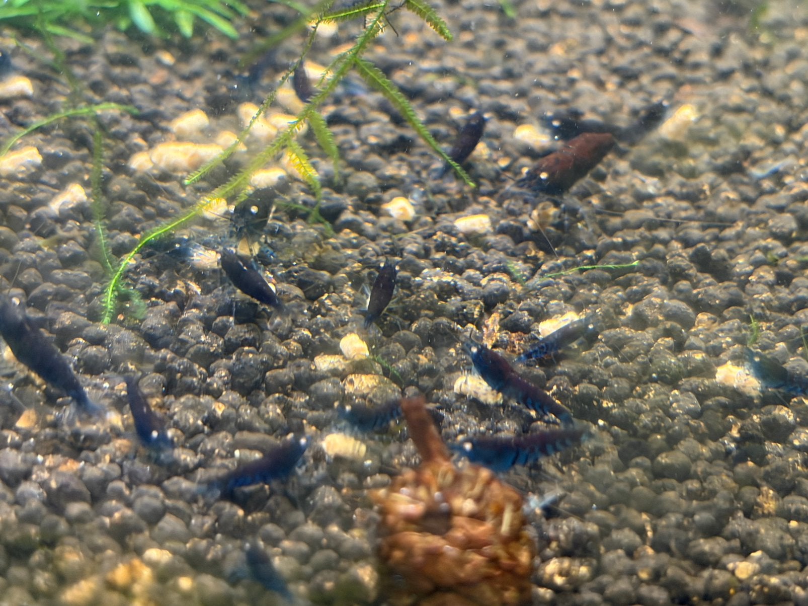 Blue rusty red tiger garnalen orange eyes high grade, Kreeft, Krab of Garnaal, Zoetwatervis, Schoolvis
