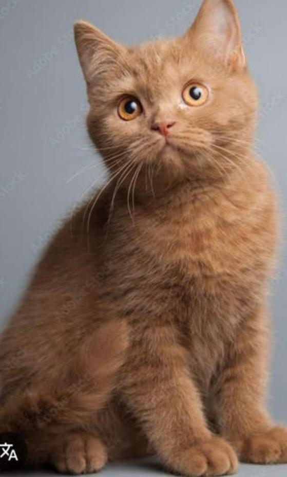 Britse Korthaar Cinnemon gezocht, Poes