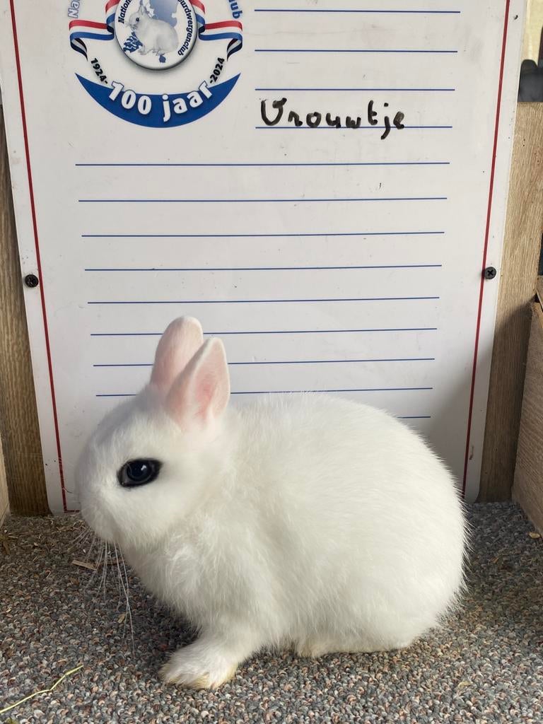 Handtamme Dwergkonijnen, Dieren en Toebehoren, Konijnen, Mannelijk, Groot