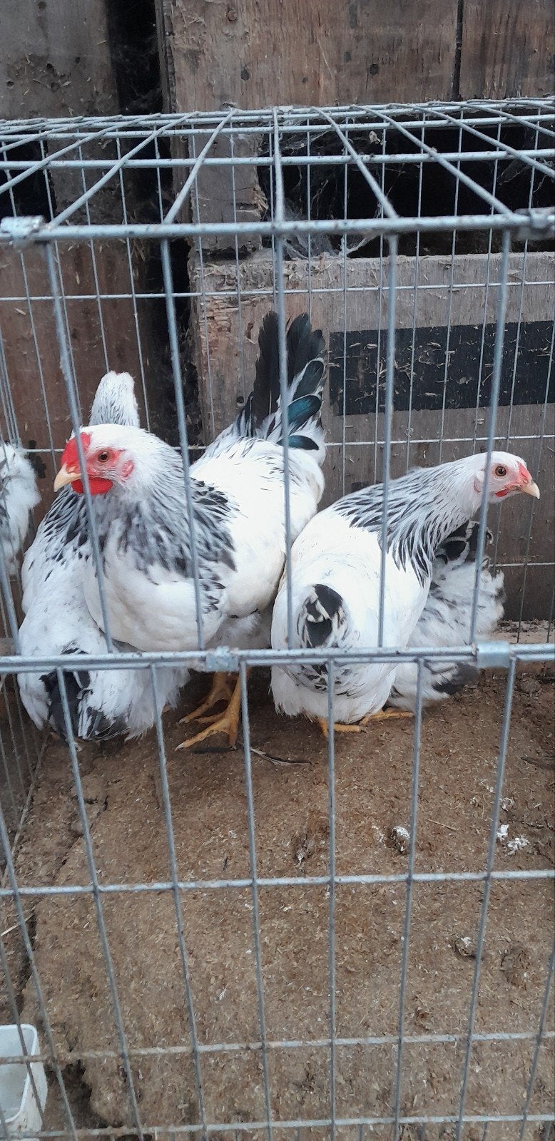 trio wyandotte kriel, Dieren en Toebehoren, Meerdere dieren, Kip
