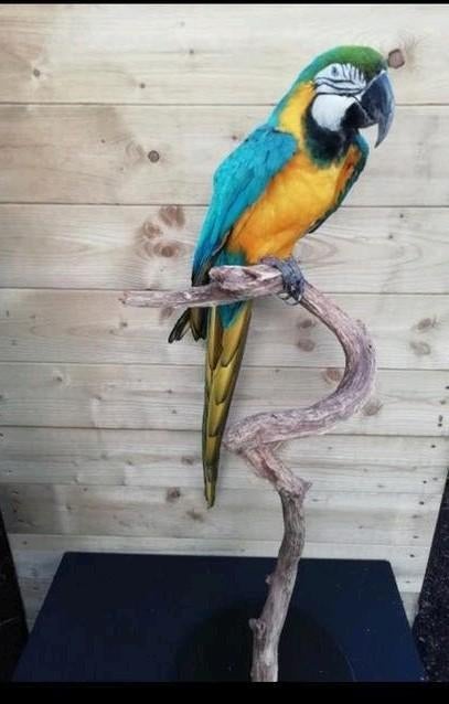 Opgezette Blauw/gele ara, Verzamelen, Dierenverzamelingen, Ophalen, Zo goed als nieuw, Vogel, Opgezet dier
