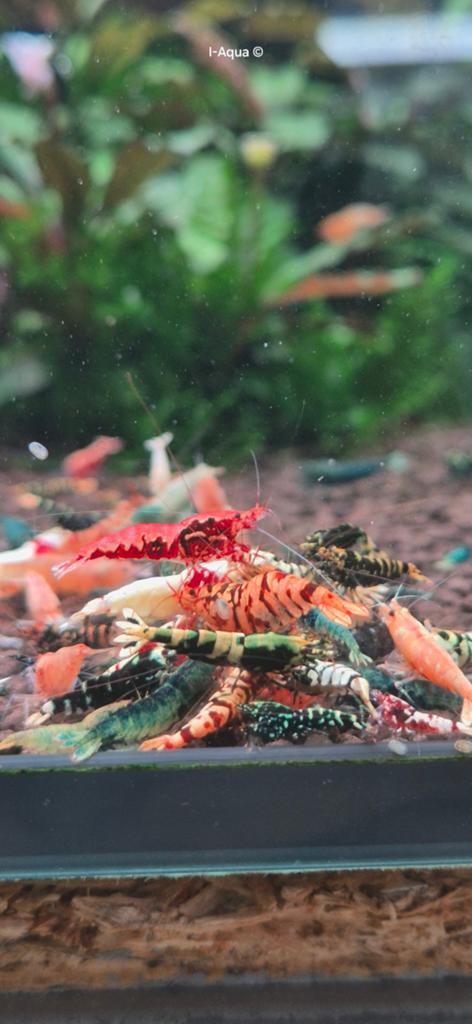 Foto 5 van Skittles caridina garnalen bezorging mix 10+5 gratis!