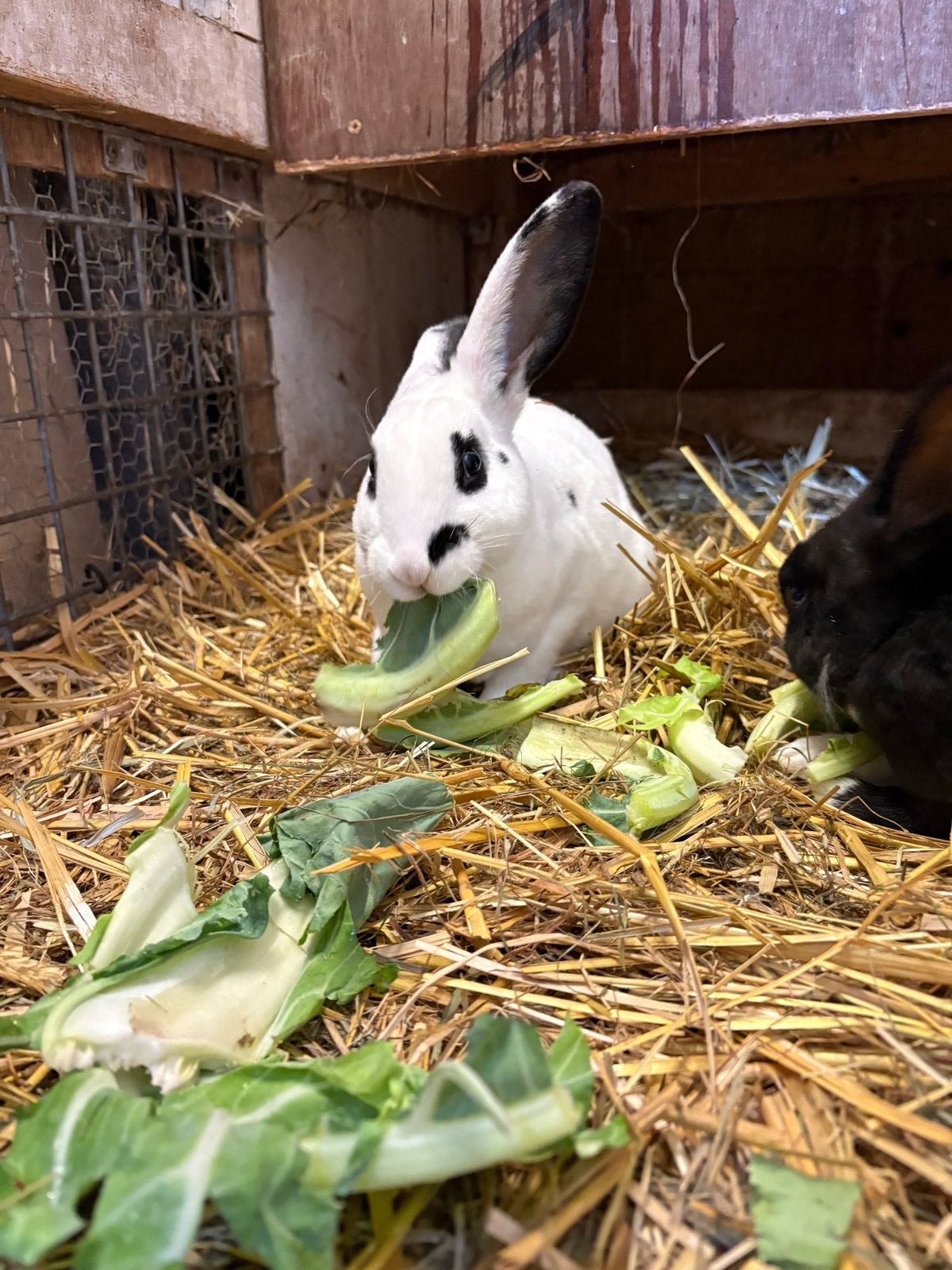 Lotharinger rex konijnen, Mannelijk, Middelgroot, 0 tot 2 jaar