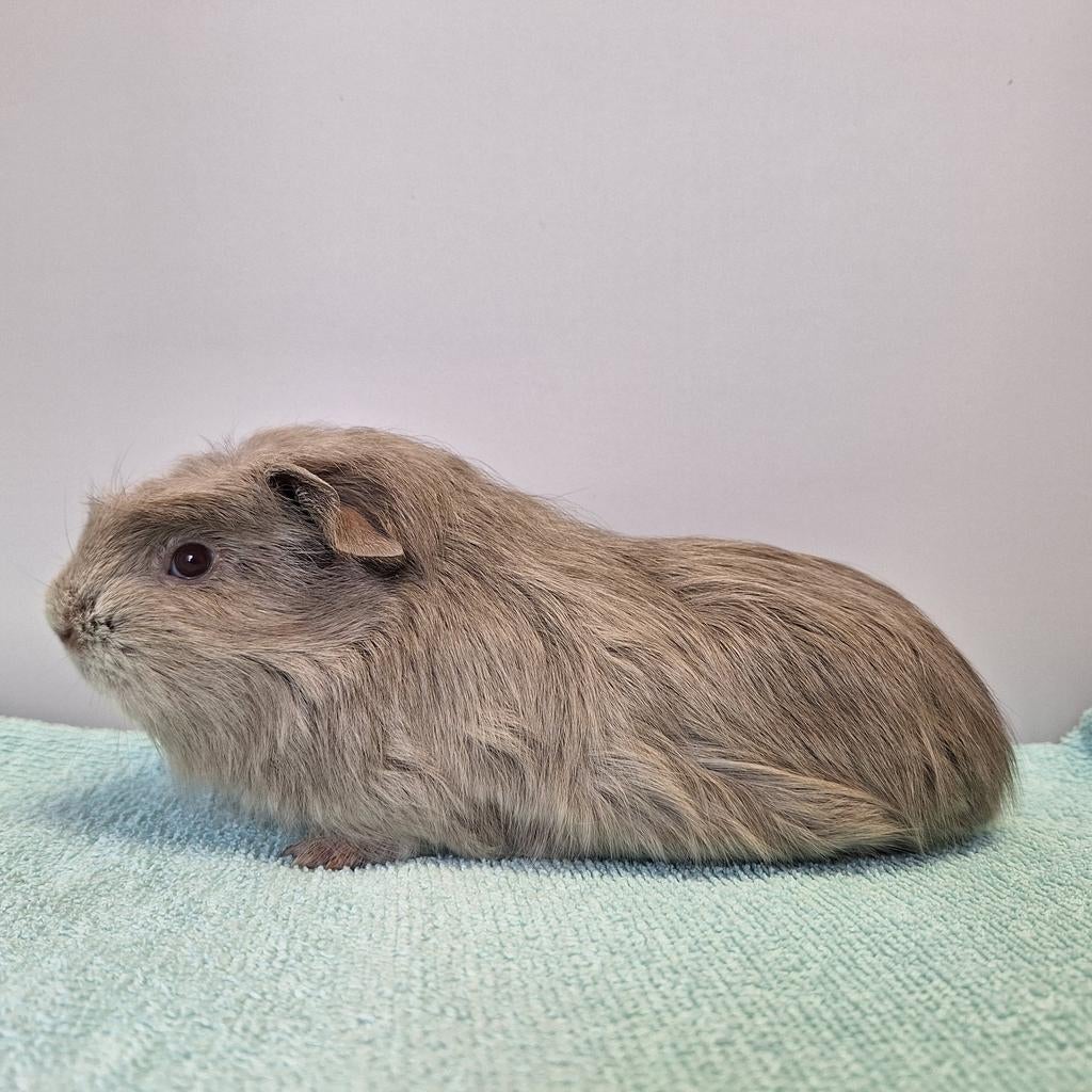 Mooi, lief, jong gladharig cavia beertje, Dieren en Toebehoren, Mannelijk, Tam, Maart, Cavia