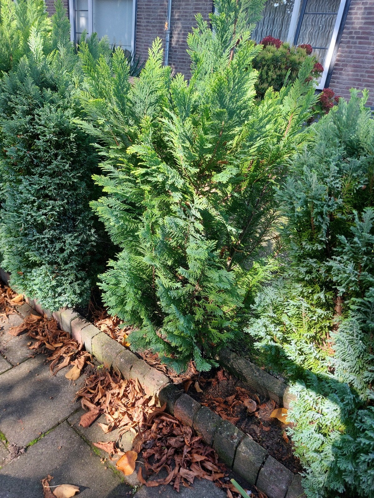 Coniferen haagplanten, Overige soorten, Volle zon, Vaste plant, Ophalen of Verzenden