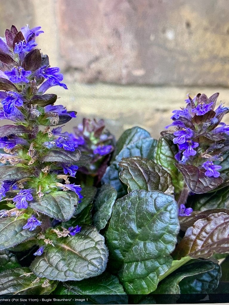 kruipend zenegroen, Vaste plant, Halfschaduw, Lente, Ophalen