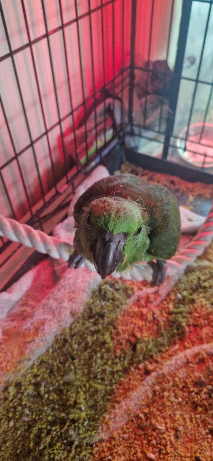 Geelnek amazone, Dieren en Toebehoren, Vogels | Parkieten en Papegaaien, Vrouwelijk, Papegaai, Pratend