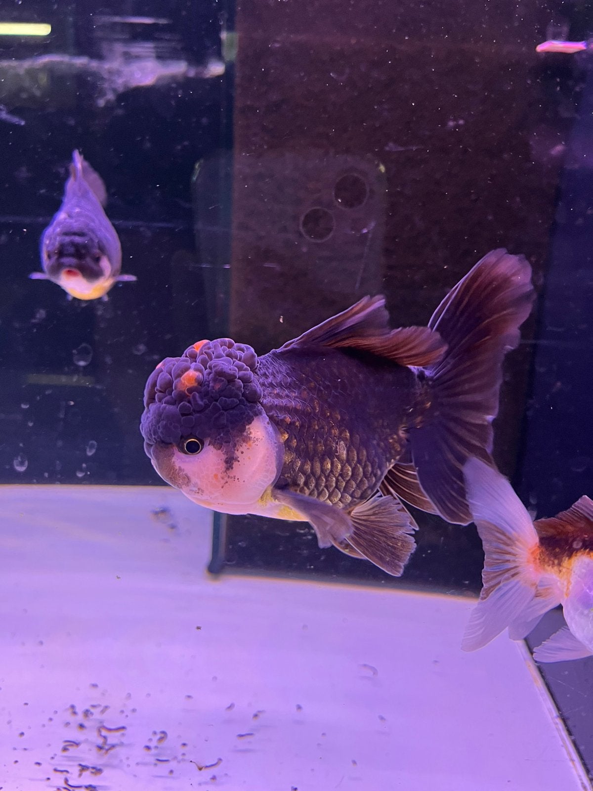 LEEUWENKOP ZWART, Dieren en Toebehoren, Vissen | Aquariumvissen, Vis