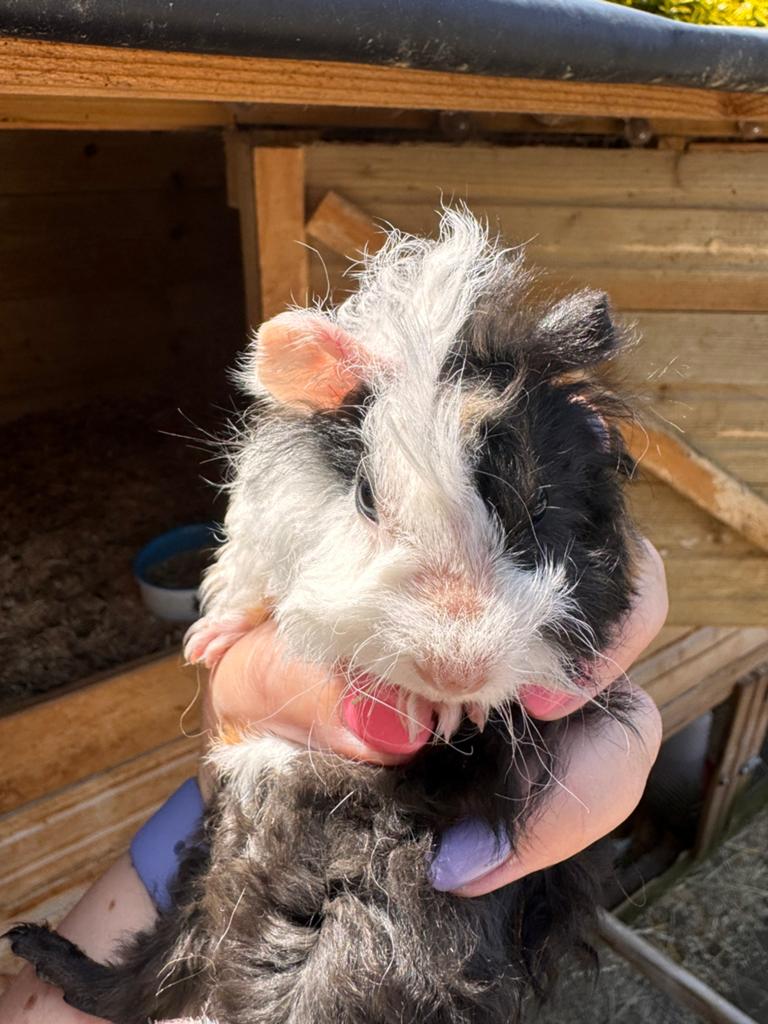 Schattige baby cavia’s te koop, Dieren en Toebehoren, Knaagdieren, April, Meerdere dieren, Cavia